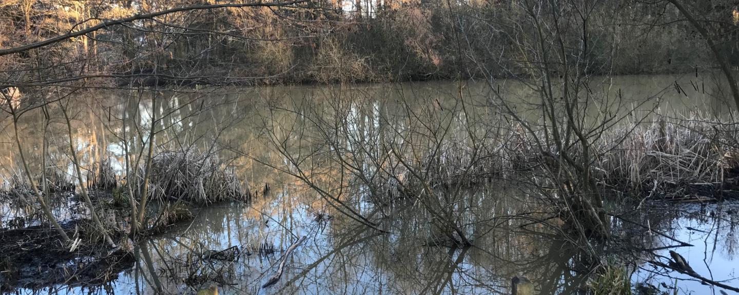 Overlooking one of the lakes in Trent Park