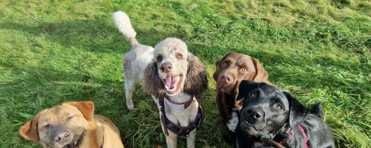Dogs