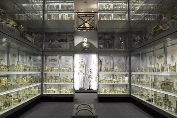 Image of specimen room, white romm filled with glass jars with anatomical specimens 