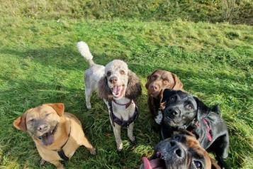 Dogs