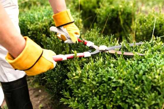 Man trimming hedge Man trimming hedge