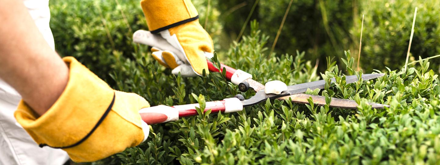 Hedge Trimming